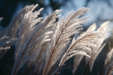 Delicate, feathery grass blows gently in the sunlight, creating a dreamy, soft focus effect