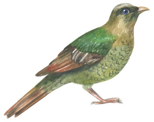 Satin bowerbird Australian native bird. Watercolor hand drawing painted illustration.
