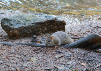 Fototapeta premium A wild rat on the riverbank near a stone