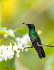 Fototapeta premium Vibrant hummingbird on a branch with white blossoms