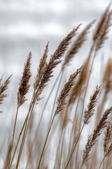 Obraz premium Tall, golden grass swaying gently in the soft, diffused light of an overcast day