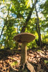 Duży,piękny grzyb Koźlarz