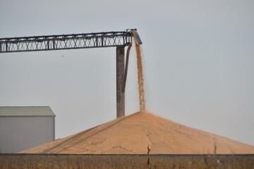 Corn Auger