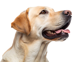 A close up shot of a golden labrador retriever with its mouth open on a black background studio shot