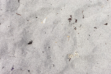 Sand with seaweed pieces, close up, top view