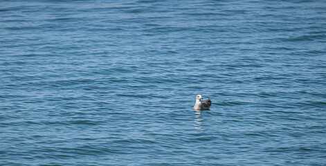 A seagull. Swimming calmly in the sea, alone.