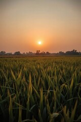 Golden Rice Field Landscape at Sunset with Warm Sky