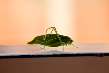 green katydid isolated