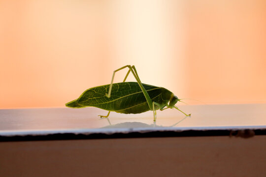 green katydid isolated