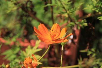 Obraz premium flower, light, garden, 