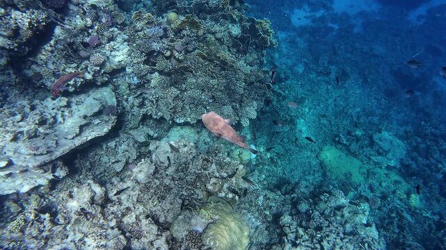 Unterwasservideo von einem Korallenriff mit einem Kugelfisch im Roten Meer