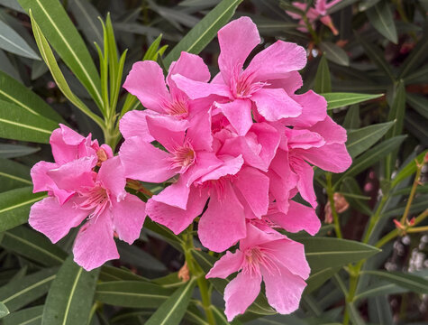 Laurier-rose (Nerium oleander)