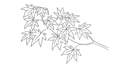 Hand Drawn Maple Leaves Branch &ndash; Autumn Nature Line Art Vector Illustration