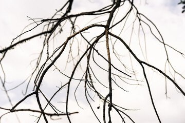 Bare tree branches against a light sky