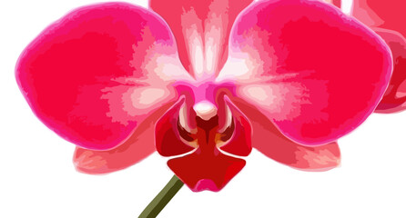 Fototapeta premium Beautiful pink orchid flower blossom with purple detail, isolated on white background, a tropical beauty of nature