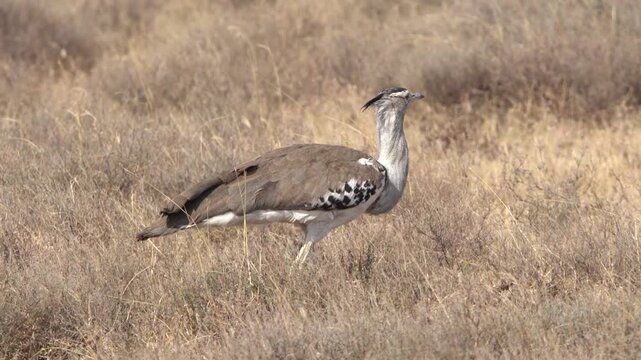 Kori bustard strolling through dry grass in Serengeti National Park, Tanzania