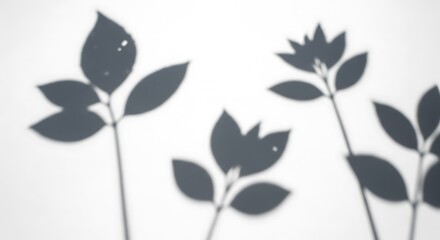 Obraz premium Blurred shadows of floral stems and leaves on a white surface