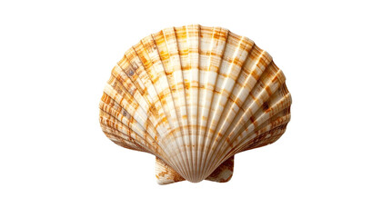 Ornate scallop shell with detailed patterns and natural textures