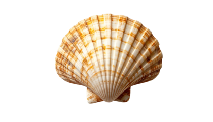 Ornate scallop shell with detailed patterns and natural textures
