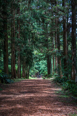 Obraz premium A leisurely stroll along Taiwan's forest trails