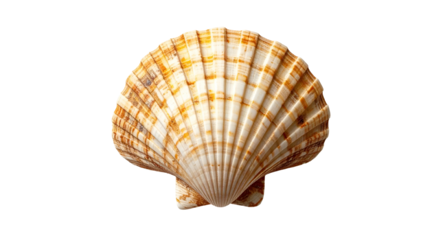 Ornate scallop shell with detailed patterns and natural textures