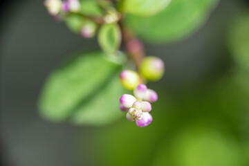 A super macro photo of white and purple buds in the spring time. Blurry green background.