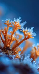 Frozen orange plant, icy spikes. Macro, blue background