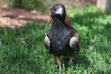 The black breasted buzzard is predator in nature at australia