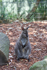 The Tammar Wallaby is small animal and cute in Australia