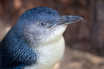 The Fairy penguin or blue penguin is so cute and local animal in phillip island,Australia