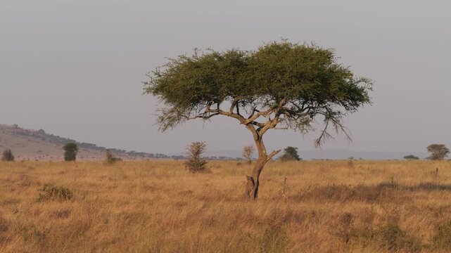 Lonely acacia tree in Serengeti National Park, Tanzania