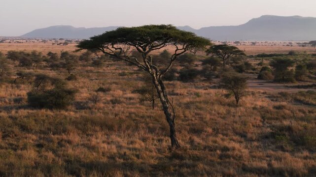 Single acacia tree in Serengeti National Park, Tanzania