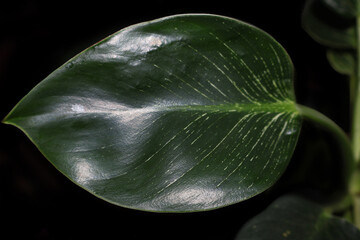 Green philodendron leaves close-up, houseplant foliage © Angelina