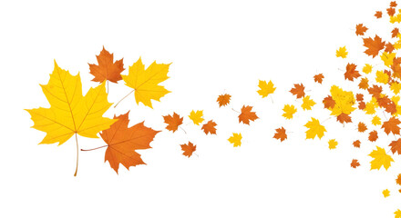 Autumn maple leaves falling and swirling isolated on transparent background