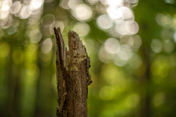 Close-up of a broken tree stump in the forest with blurred green bokeh background. Natural woodland detail showing wood texture, decay, and organic structure