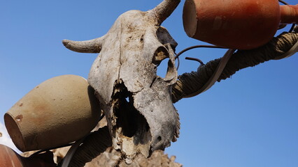 Skull Ancient Weathered Closeup Angle Brown And White Color. Horned Animal Bone Detailed Texture Rustic Outdoor Natural Blue Background