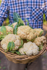 Harvesting cauliflower in the garden. Selective focus.