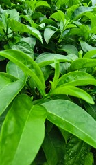 Close-up of vibrant green leaves and new growth. Lush tropical garden shrub with glossy foliage. #GreenFoliage #TropicalPlants #GardenShrub #PlantCloseUp #LushGreen