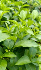 Close-up of vibrant green leaves and new growth. Lush tropical garden shrub with glossy foliage. #GreenFoliage #TropicalPlants #GardenShrub #PlantCloseUp #LushGreen