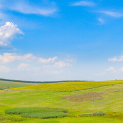 Obraz premium Vast Green Field with a Blooming Sunflower Field under a Blue Sky