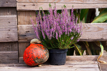 Flowering pink and purple heather in a pot and a decorative pumpkin of reddish orange color next to it on a wooden background