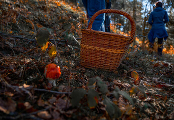 Low-angle view of a wicker mushroom picking basket placed on the ground near a small red mushroom,...
