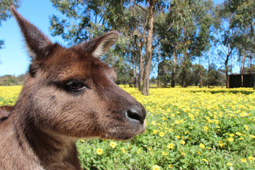 kangaroo in a blooming prairie at kangaroo island in australia 