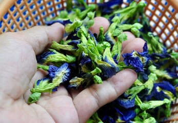Hand holds dried Butterfly Pea flowers, a powerful herbal remedy rich in antioxidants to boost blood circulation and brain health and memory.