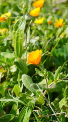 yellow flower in the garden