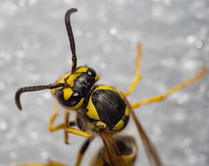 Macro photograph of a wasp close-up. Compound eyes, antennae, mandibles, and the distinctive black and yellow body pattern are clearly visible, emphasizing the insect’s predatory appearance.