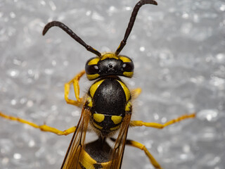 Macro photograph of a wasp close-up. Compound eyes, antennae, mandibles, and the distinctive black and yellow body pattern are clearly visible, emphasizing the insect’s predatory appearance.