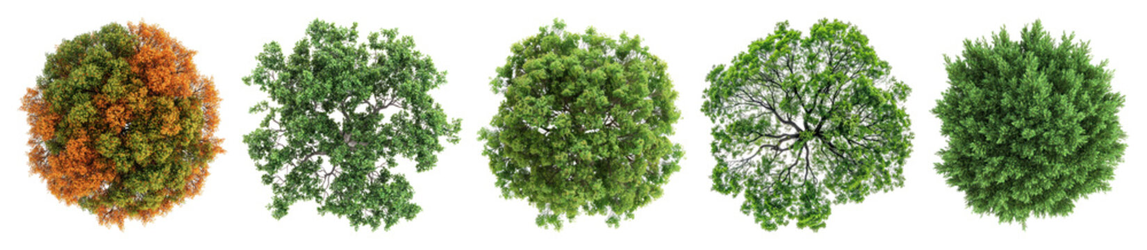 PNG Diverse tree top views, element set on transparent background
