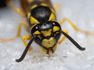 Macro photograph of a wasp close-up. Compound eyes, antennae, mandibles, and the distinctive black and yellow body pattern are clearly visible, emphasizing the insect’s predatory appearance.