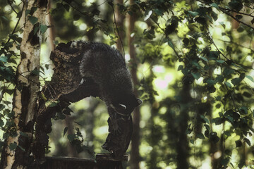Waschbär im Wald - Wild - Wildlife - Natur - Tier  - Schönheit - Hintergrund - Tierwelt - Heimat - Lebensraum 